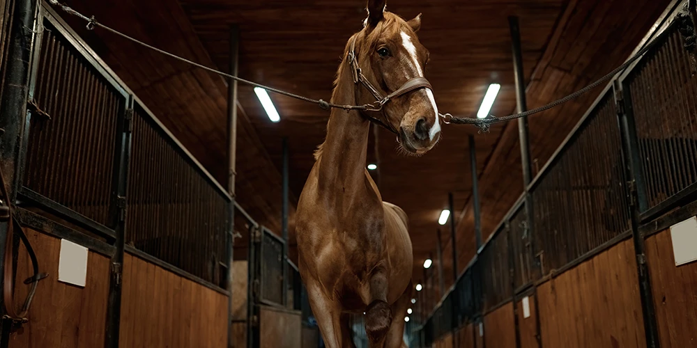 horse in barn aisle