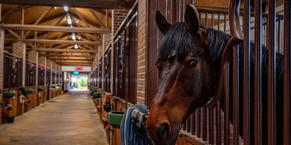 Guide to Horse Barn Lighting: From Stalls to Arena